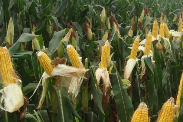 龙雨6055玉米品种的特性，4月下旬至5月上旬播种