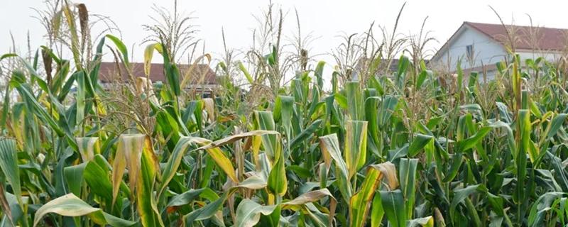 KM706玉米种子特征特性，出苗至成熟118天