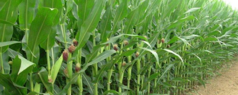 长单817玉米品种的特性，中抗大斑病