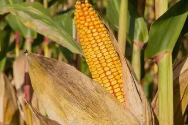 长单817玉米品种的特性，中抗大斑病