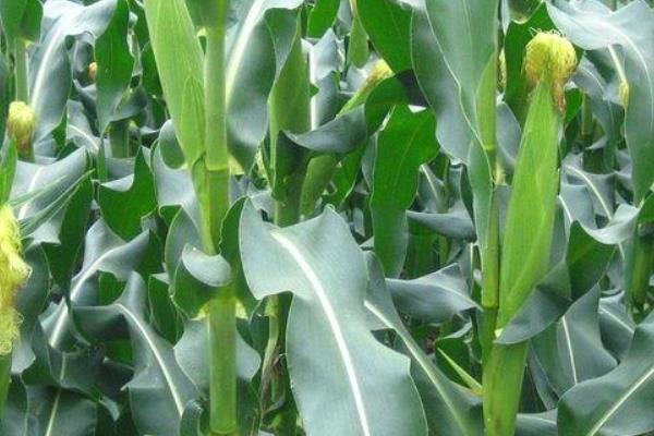 鸿锐达9号玉米种子特点，种植密度不宜过大