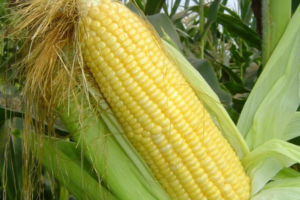 米甜糯627玉米品种的特性，鲜食糯玉米品种