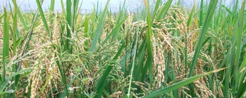 通系995水稻品种简介，每亩有效穗数21.6万穗