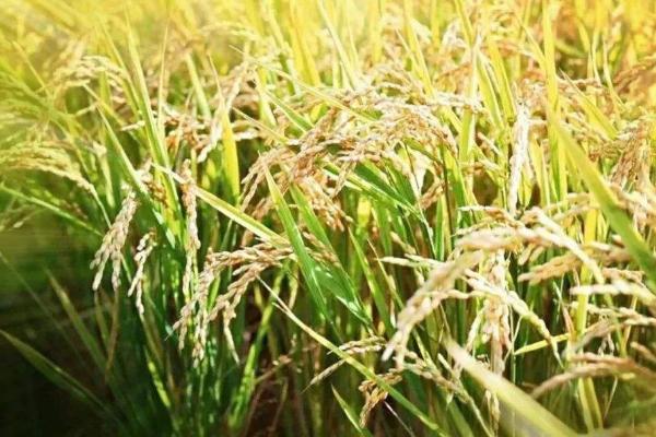 通系995水稻品种简介，每亩有效穗数21.6万穗