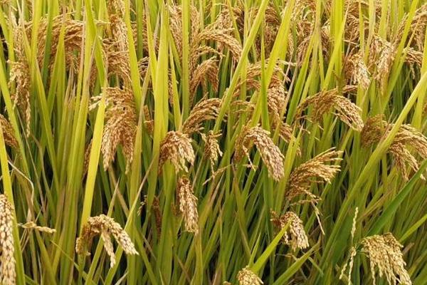 通系995水稻品种简介，每亩有效穗数21.6万穗