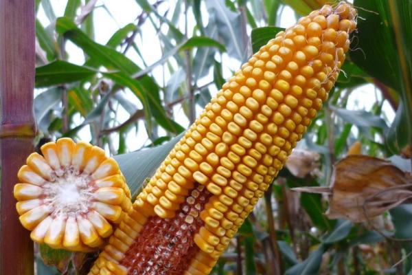 米糯877玉米品种简介，种植密度不宜过大
