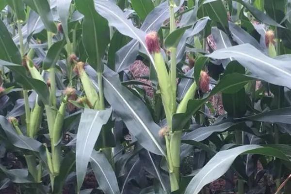 S1863玉米种子特征特性，普通玉米品种
