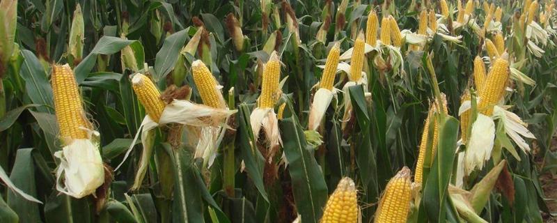 米糯877玉米品种简介，种植密度不宜过大