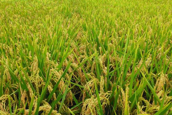龙稻143水稻品种的特性，在适应区播种期4月10日