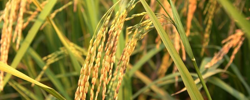 龙稻143水稻品种的特性，在适应区播种期4月10日