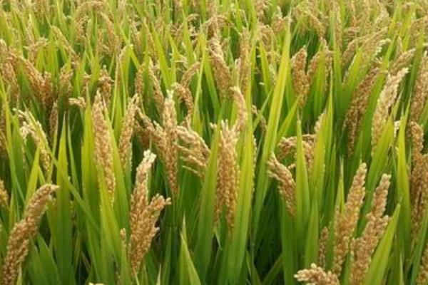 华中优469水稻品种的特性，该品种植株较高