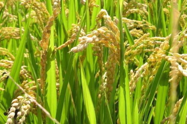 荃优9087水稻种子特点，每亩插足l.5万穴以上