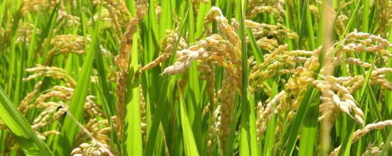 武香粳800水稻种子简介，每亩1.8万穴