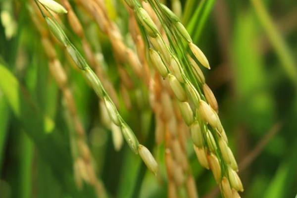 荃优9087水稻种子特点，每亩插足l.5万穴以上