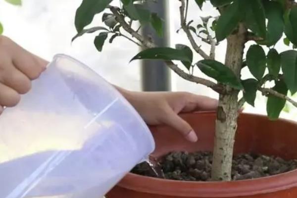 怎么养殖桂花，平时每隔1周浇一次水