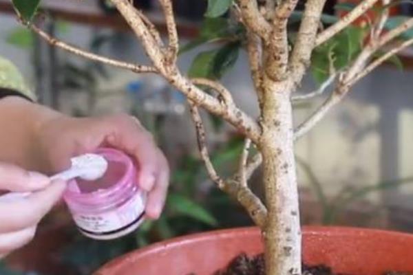 怎么养殖桂花，平时每隔1周浇一次水