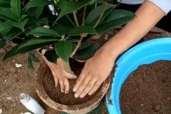 怎么养殖桂花，平时每隔1周浇一次水
