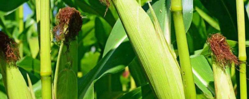 东科163玉米品种的特性，全生育期101天左右