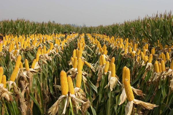 新玉1号玉米品种简介，苗期防治地老虎