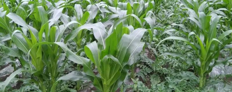 荃玉328玉米种子特点，喇叭口期防治玉米螟