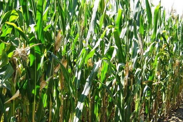 凤糯10号玉米种子特点，该品种株型半紧凑