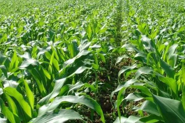 中絮1号玉米种子简介,喇叭口期防治玉米螟