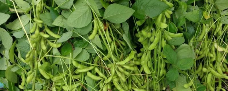 黑农321大豆种子介绍，普通品种