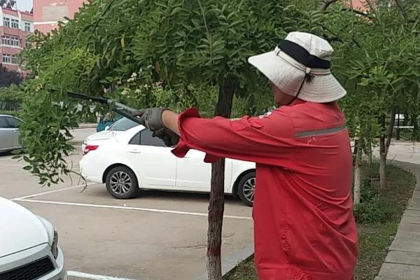龙爪槐冬季如何修剪，病害的枝条需及时全部剪掉
