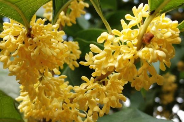 怎么养殖桂花，平时每隔1周浇一次水