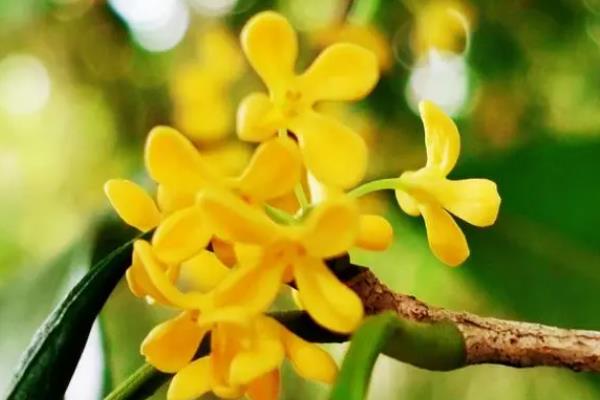 怎么养殖桂花，平时每隔1周浇一次水