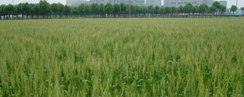 皖西麦0791小麦种子特点，属春性品种