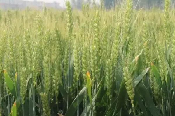 荃兴114小麦品种简介，属半冬性品种