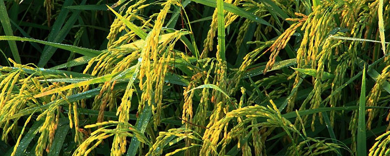 金山两优粤丰丝苗水稻种子特点，全生育期128.2天