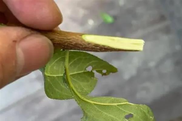 李子树苗结果所需时间，一般为3-5年左右