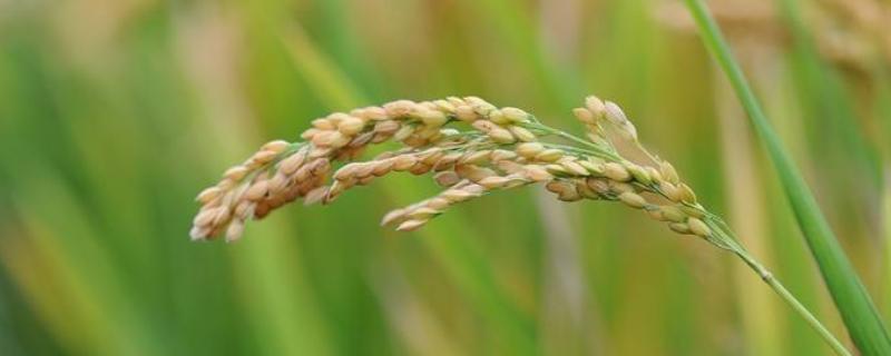 野香优古早占水稻品种的特性，每亩插足基本苗6万以上