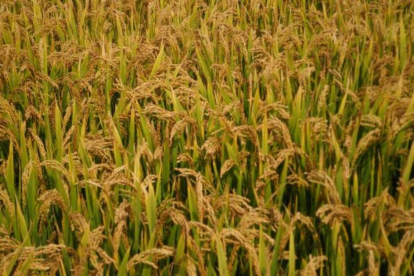 野香优古早占水稻品种的特性，每亩插足基本苗6万以上