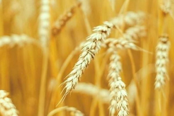 中农539小麦种子特征特性，适宜播种期10月上中旬