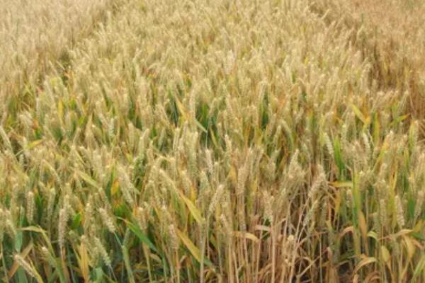 郑原麦76小麦品种的特性,适宜播种期10月上中旬