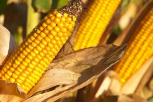 丰玉1968玉米品种的特性，综合防治预防为主