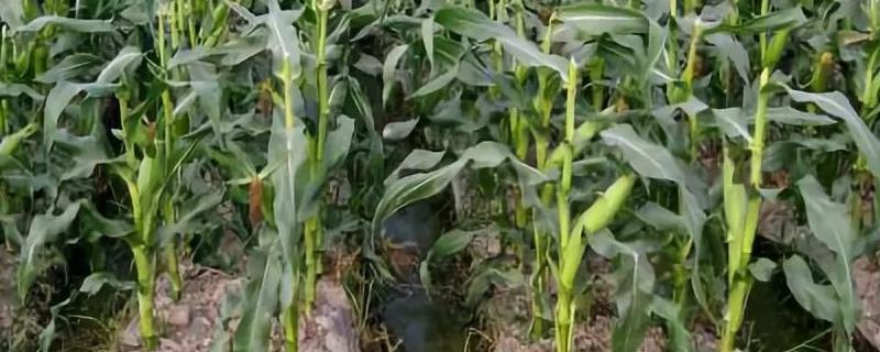 丰玉1968玉米品种的特性，综合防治预防为主