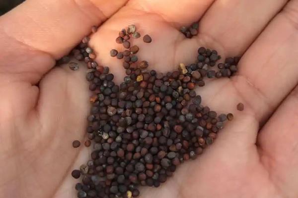 包菜种子的种植方法，撒播种子要覆盖薄土、幼苗进入2叶1心期再移栽