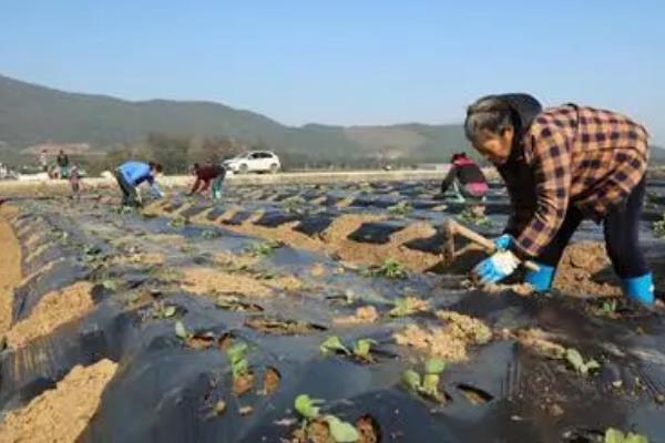 包菜种子的种植方法，撒播种子要覆盖薄土、幼苗进入2叶1心期再移栽