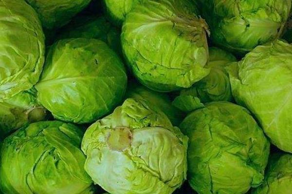 包菜种子的种植方法，撒播种子要覆盖薄土、幼苗进入2叶1心期再移栽