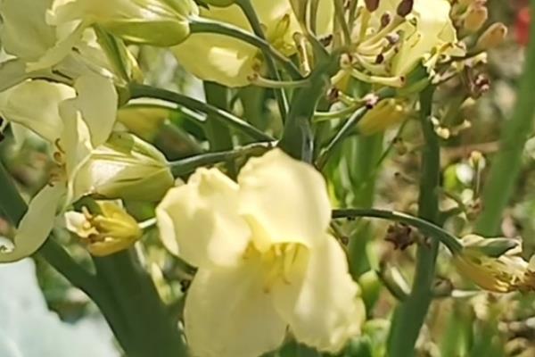 包菜种子的种植方法，撒播种子要覆盖薄土、幼苗进入2叶1心期再移栽