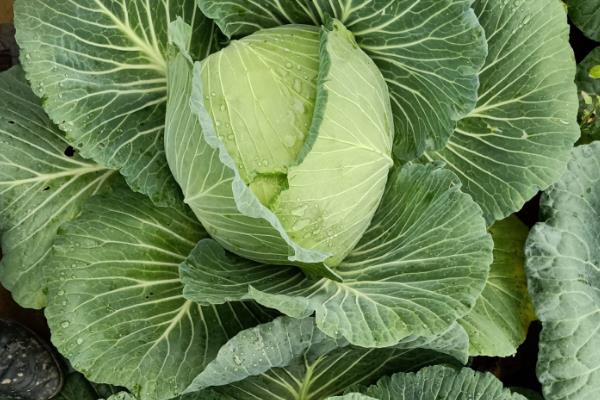 包菜种子的种植方法，撒播种子要覆盖薄土、幼苗进入2叶1心期再移栽