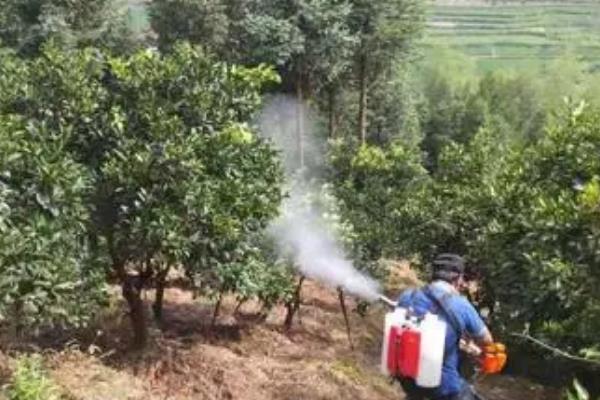 北方无公害蔬菜基地病虫害如何选择农药，需正确选择药剂