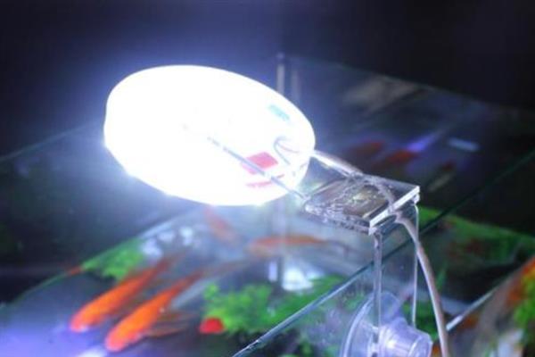 养金龙鱼适合用什么灯，LED灯是适宜的选择