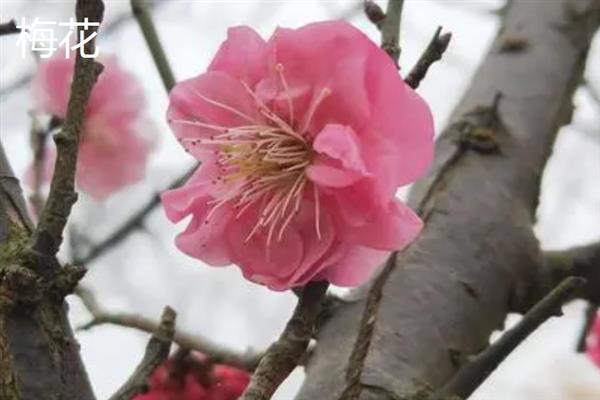 有哪些粉红色的花，常见的有桃花、梅花、海棠花等