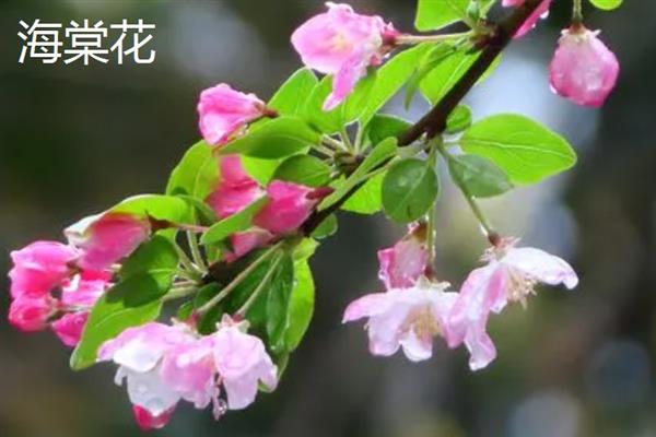 有哪些粉红色的花，常见的有桃花、梅花、海棠花等