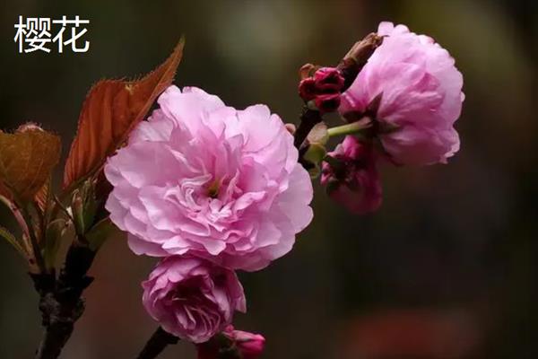 有哪些粉红色的花，常见的有桃花、梅花、海棠花等